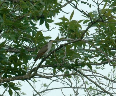 529cooks 014yellowbilledcuckoo.jpg