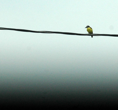 529cooks 016greatKiskadee.jpg