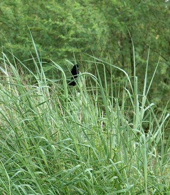 529cooks 019redwingedblackbird.jpg