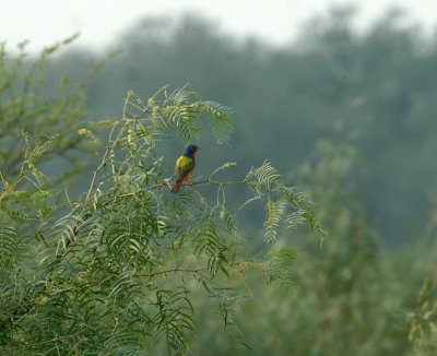 529cooks 027paintedbunting.jpg
