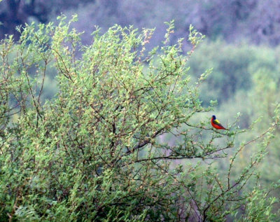 529cooks 028paintedbunting.jpg