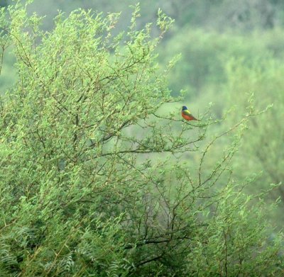 529cooks 029paintedbunting.jpg