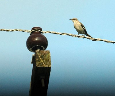 529cooks 034nmockingbird.jpg