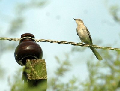 529cooks 036nmockingbird.jpg