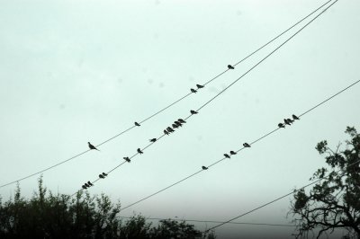 529cooks 040swallows.jpg
