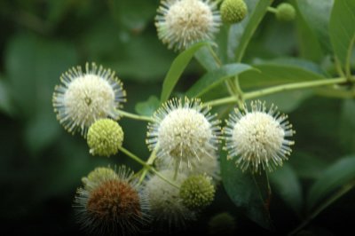 529cooks 044buttonbush.jpg