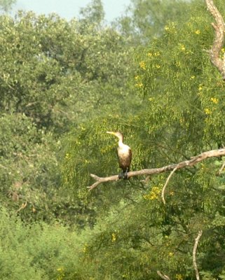 529cooks 051youngDCcormorant.jpg