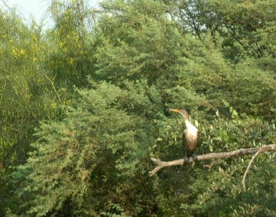 529cooks 053youngDCCormorant.jpg