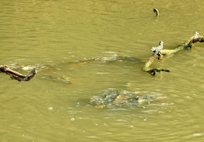 529cooks 058carp.jpg
