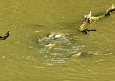 529cooks 059carp.jpg