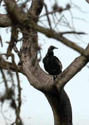 529cooks 061babyblackvulture.jpg