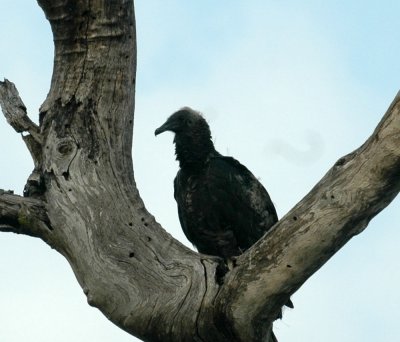 529cooks 062babyblackvulture.jpg