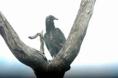 529cooks 064babyblackvulture.jpg