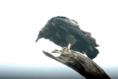 529cooks 065babyblackvulture.jpg