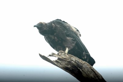 529cooks 066babyblackvulture.jpg