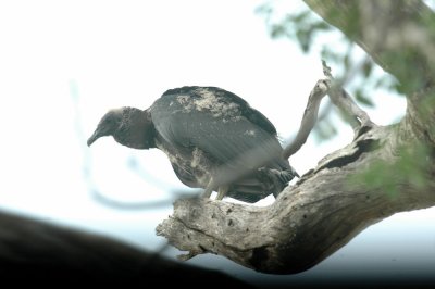 529cooks 067babyblackvulture.jpg