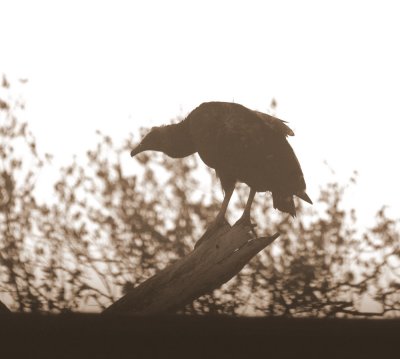 529cooks 068blackvulture.jpg