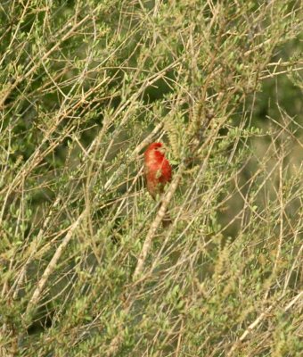 529cooks 076housefinch.jpg