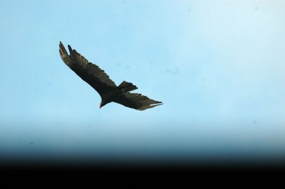 529cooks 079turkeyVulture.jpg