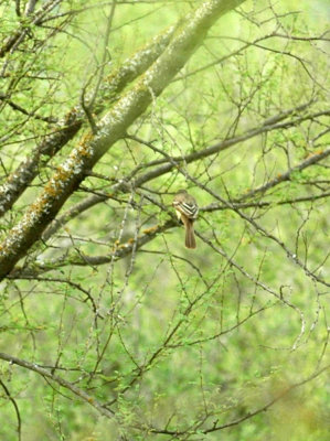 529cooks 081ashthroatedflycatcher.jpg