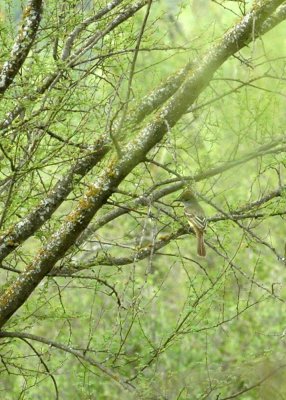 529cooks 082ashthroated flycatcher.jpg