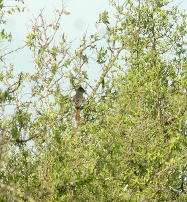 529cooks 086ashthroatedflycatcher.jpg