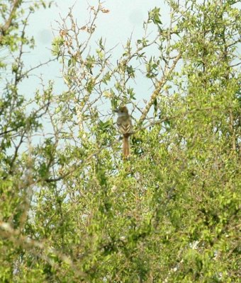 529cooks 088ashthroatedflycatcher.jpg