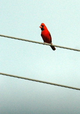 529cooks 093ncardinal.jpg