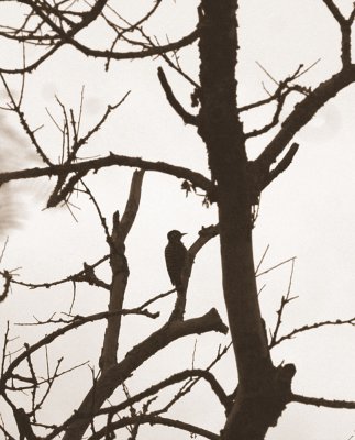 529cooks 097ladderbackedwoodpecker.jpg