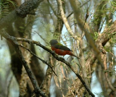 529cooks 110paintedbunting.jpg