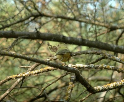 529cooks 111paintedbunting.jpg