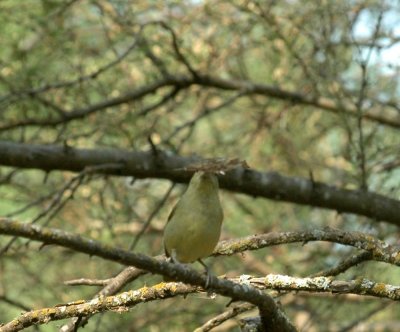 529cooks 113paintedbunting.jpg