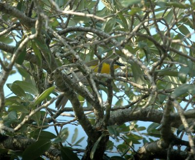 529cooks 115yellowbreastedchat.jpg
