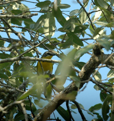 529cooks 117yellowbreastedChat.jpg