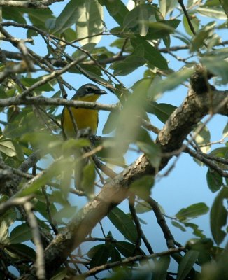 529cooks 118yellowbreastedChat.jpg