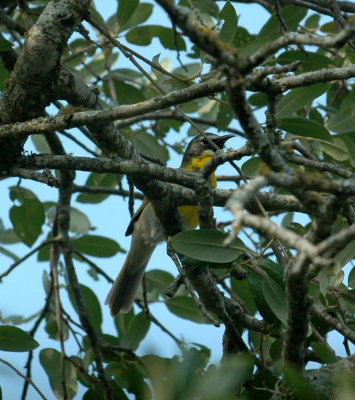 529cooks 121yellowbreastedChat.jpg