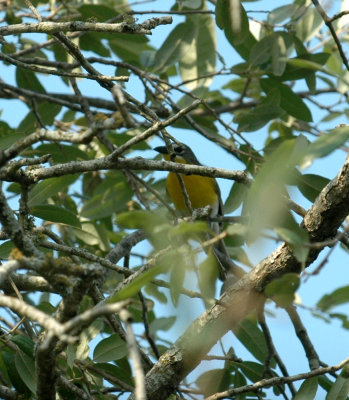 529cooks 119yellowbreastedChat.jpg