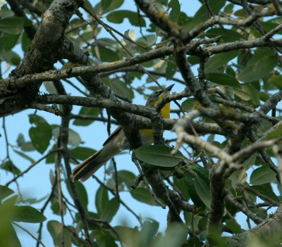 529cooks 122yellowbreastedChat.jpg
