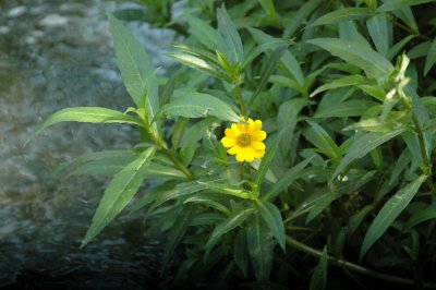 529cooks 129flower.jpg