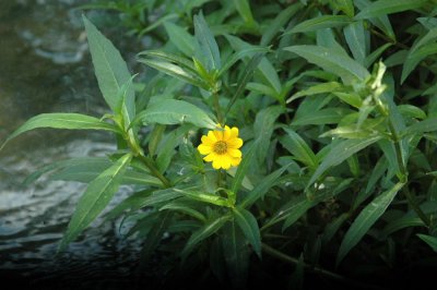 529cooks 130flower.jpg