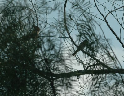 529cooks 134audubonsOriole.jpg