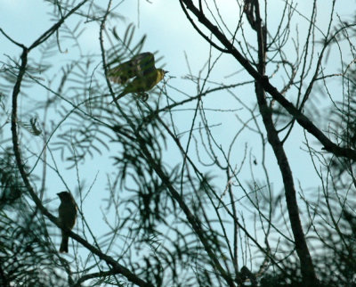 529cooks 135audubonoriole.jpg