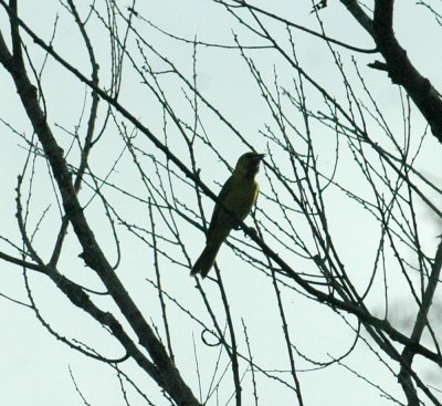 529cooks 136oriole.jpg