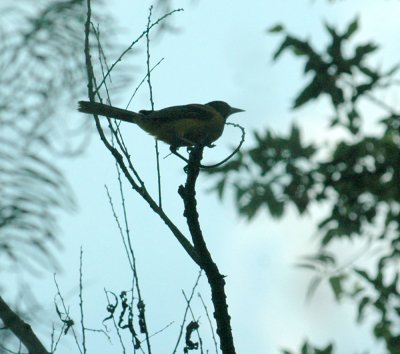 529cooks 137audubonsOriole.jpg