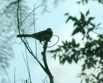 529cooks 138audubonOriole.jpg