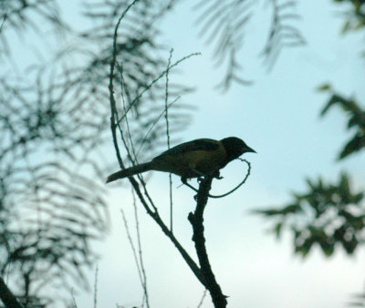 529cooks 139audubonsOriole.jpg