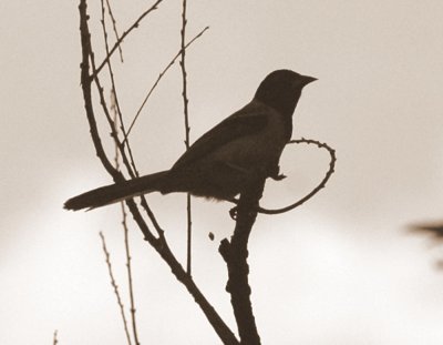 529cooks 140audubonsOriole.jpg