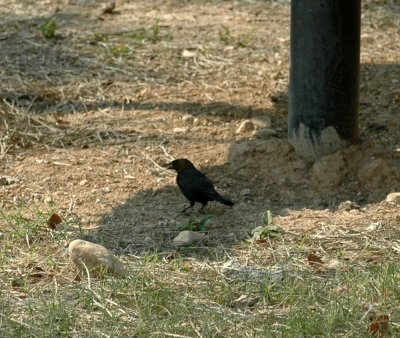 529cooks 150brownheadedcowbird.jpg