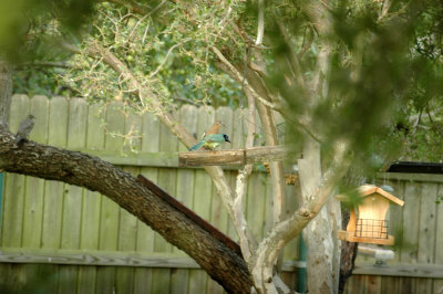 530cooks 003greenJays Pennington.jpg