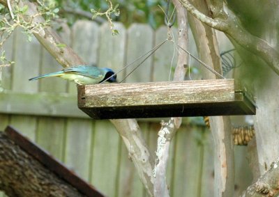 530cooks 006greenjay.jpg